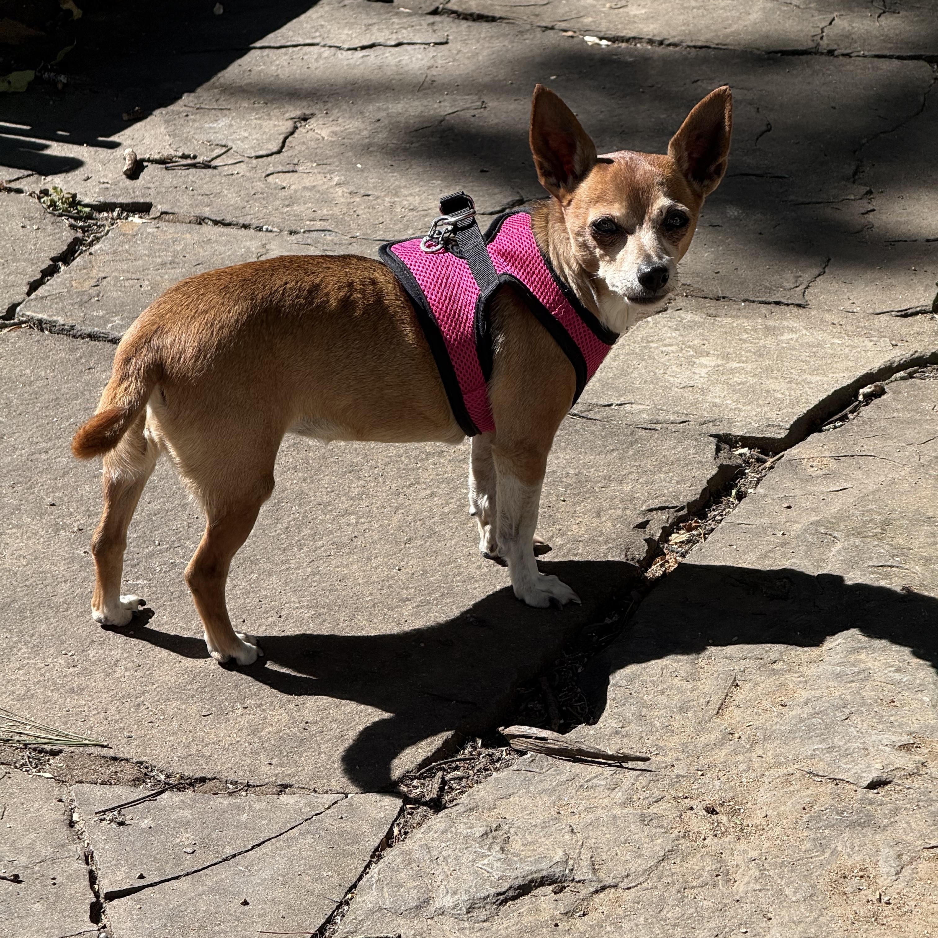 Enlarge Penny, a Adopted Chihuahua in Wingdale, NY image 1/1