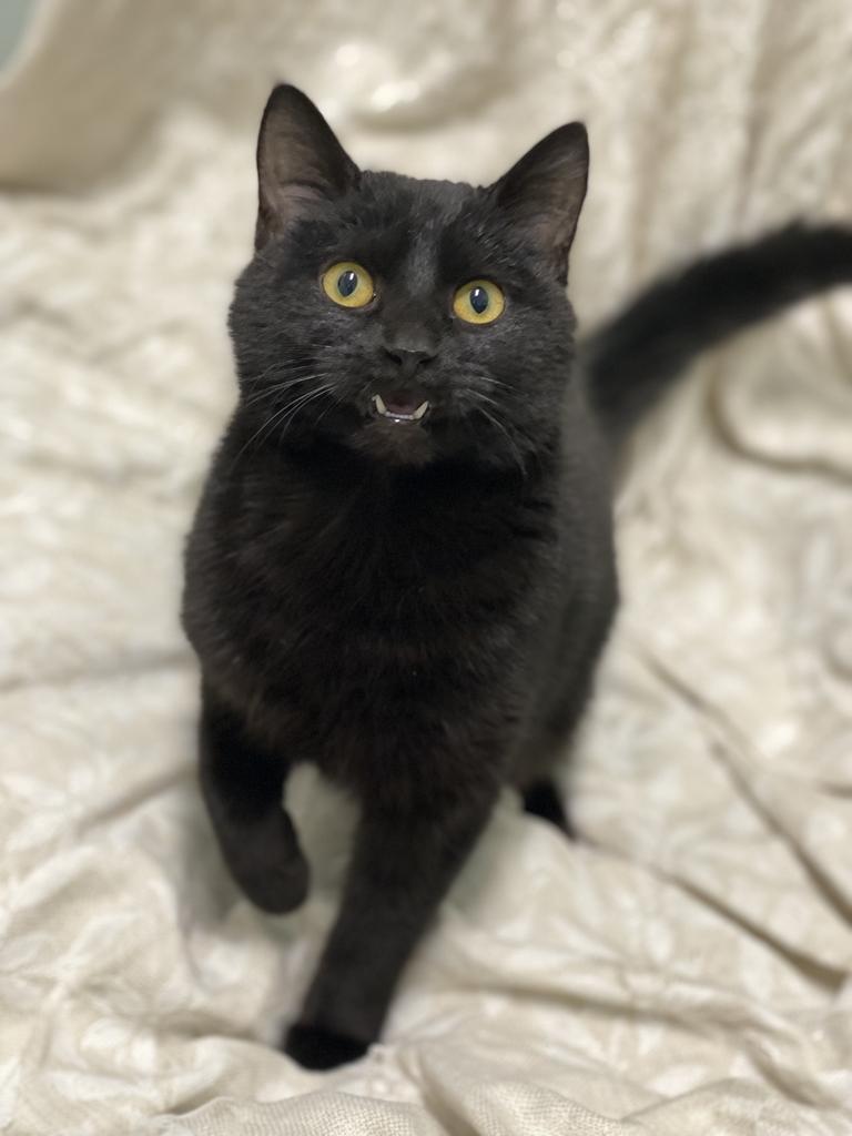 Mayflower, Adoptable, Young Female Domestic Short Hair.