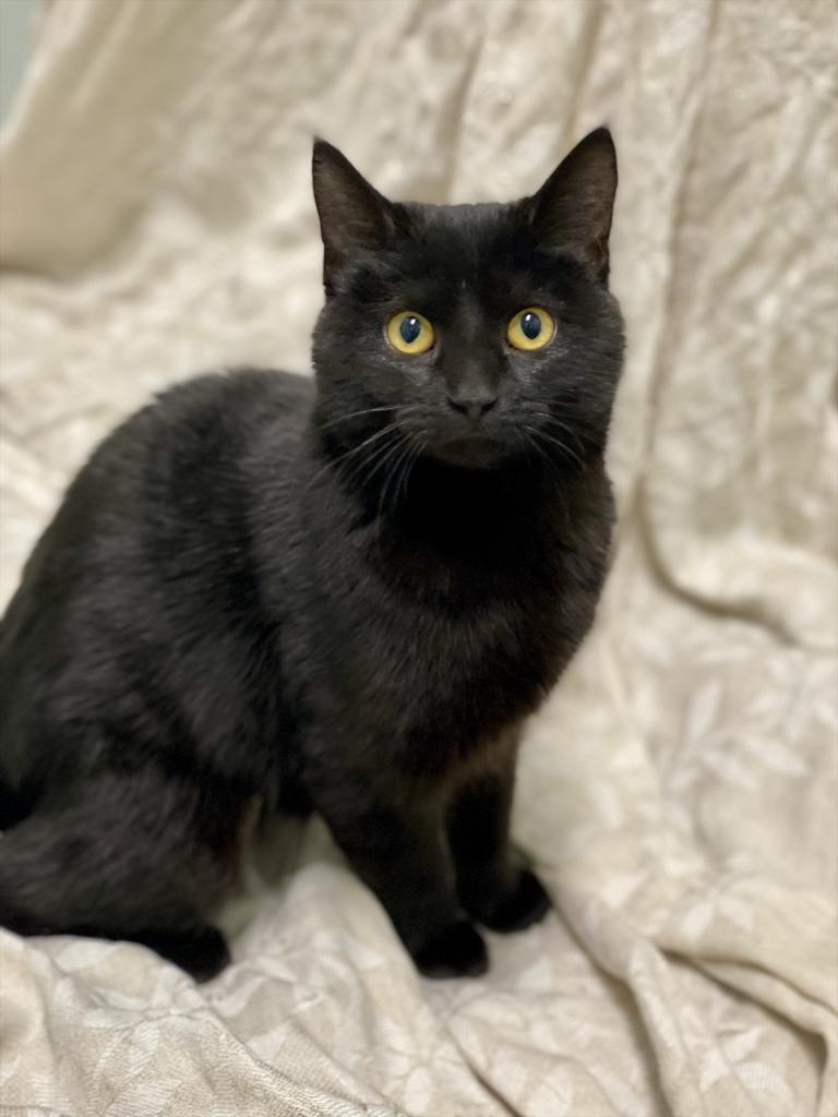 Enlarge Mayflower, a Adoptable Domestic Short Hair in Decorah, IA image 2/5