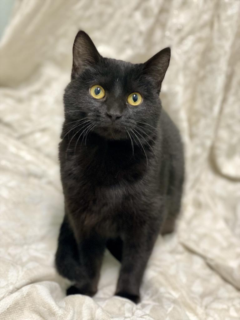 Enlarge Mayflower, a Adoptable Domestic Short Hair in Decorah, IA image 3/5