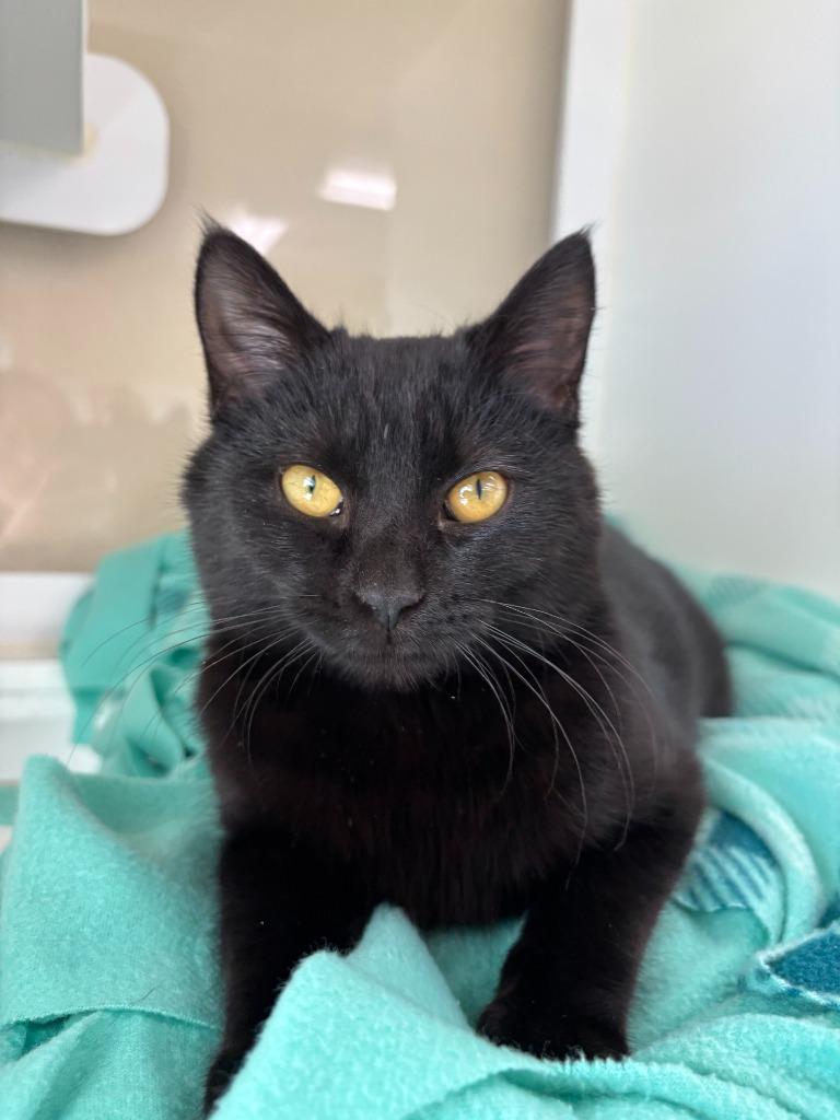 Enlarge Mayflower, a Adoptable Domestic Short Hair in Decorah, IA image 4/5