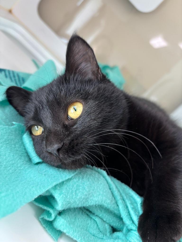 Enlarge Mayflower, a Adoptable Domestic Short Hair in Decorah, IA image 5/5