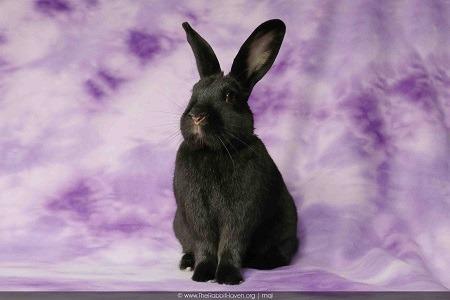 Enlarge Rori, a Adoptable mixed breed in Scotts Valley, CA image 1/6