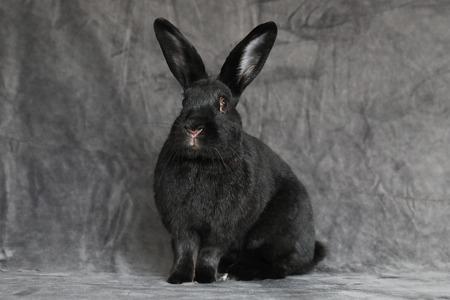 Rori, Adoptable, Adult Female Bunny Rabbit.