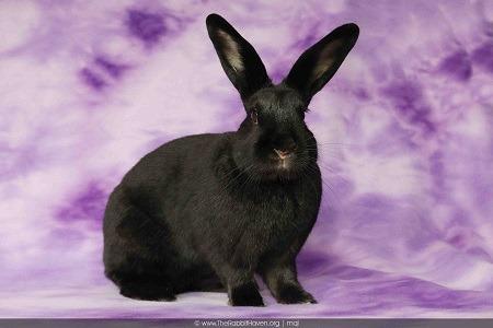 Enlarge Rori, a Adoptable mixed breed in Scotts Valley, CA image 2/6