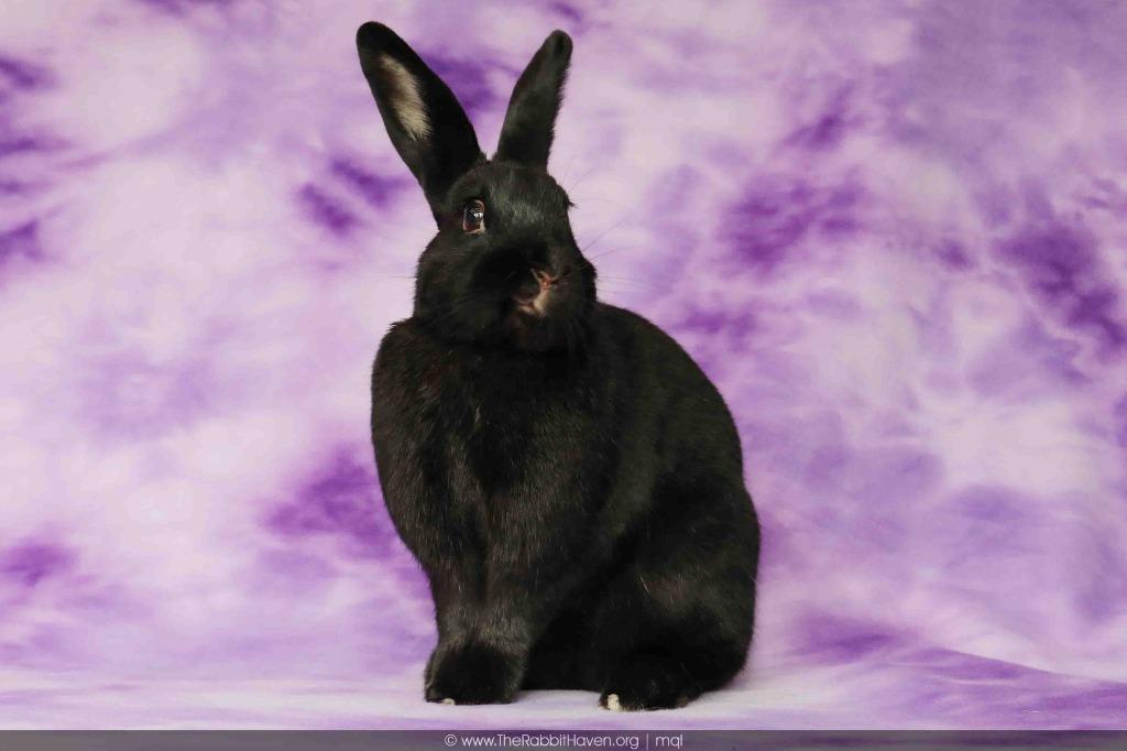 Enlarge Rori, a Adoptable mixed breed in Scotts Valley, CA image 1/6