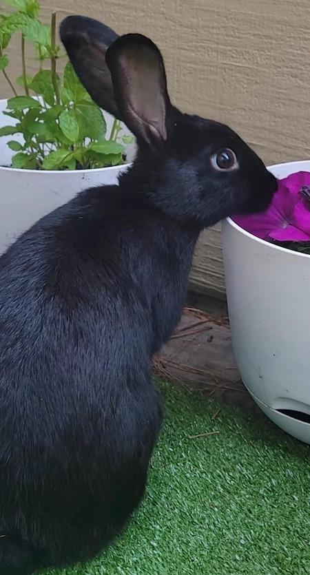 Enlarge Rori, a Adoptable mixed breed in Scotts Valley, CA image 4/6