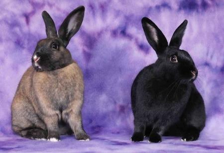 Enlarge Rori, a Adoptable mixed breed in Scotts Valley, CA image 5/6