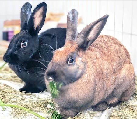 Enlarge Rori, a Adoptable mixed breed in Scotts Valley, CA image 6/6