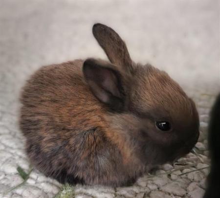 Enlarge Rori, a Adoptable mixed breed in Scotts Valley, CA image 6/6