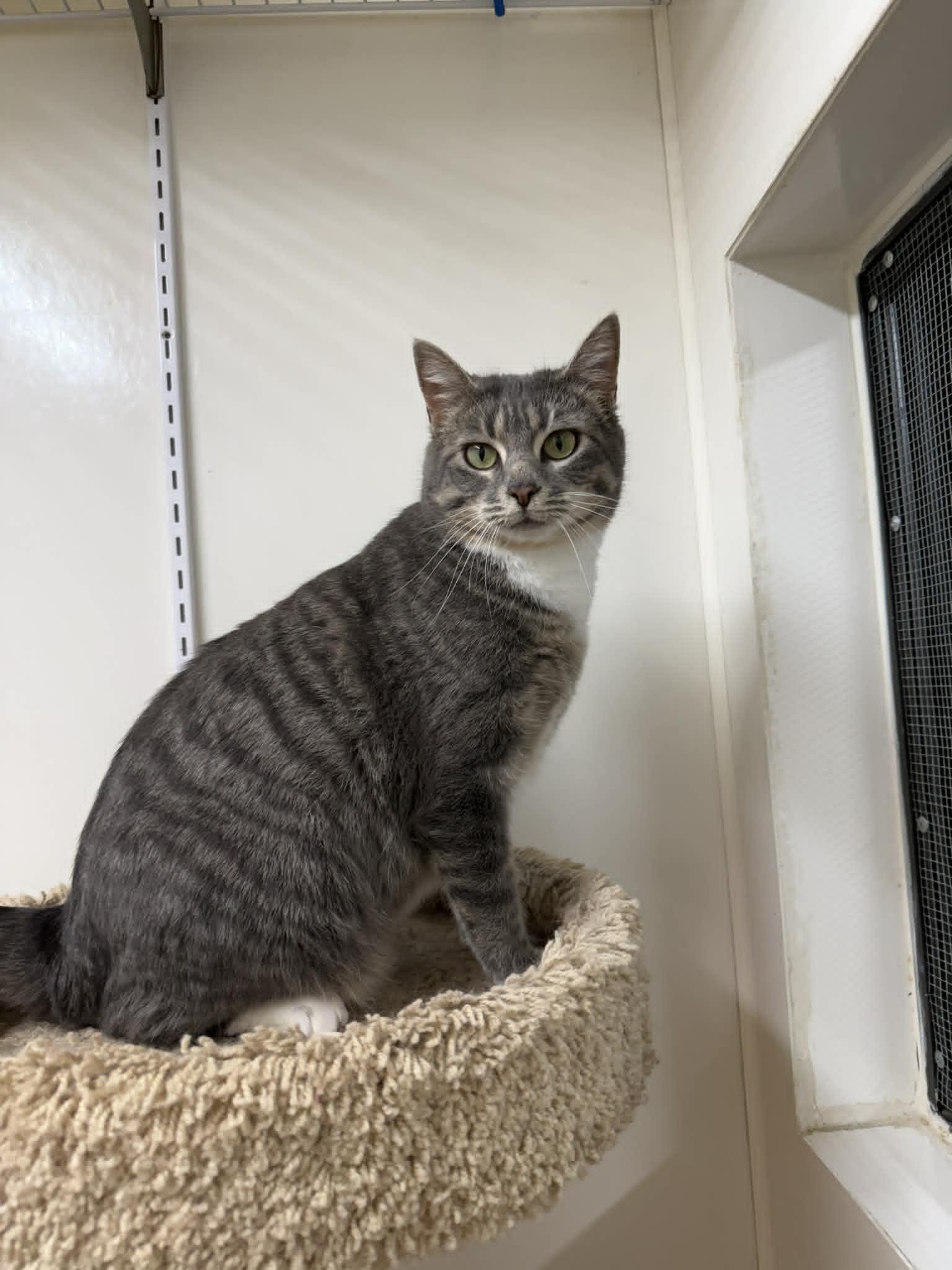 Marley, ADOPTABLE, Adult Female Domestic Short Hair.