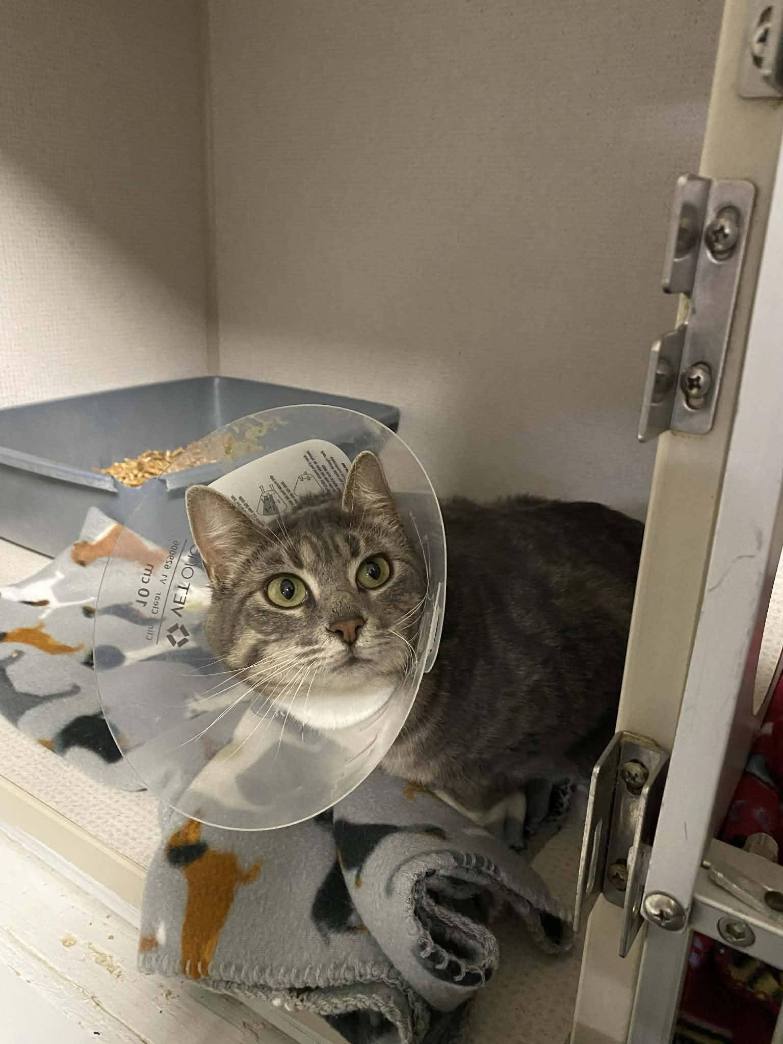 Enlarge Marley, a ADOPTABLE Domestic Short Hair in St. Maries, ID image 2/2