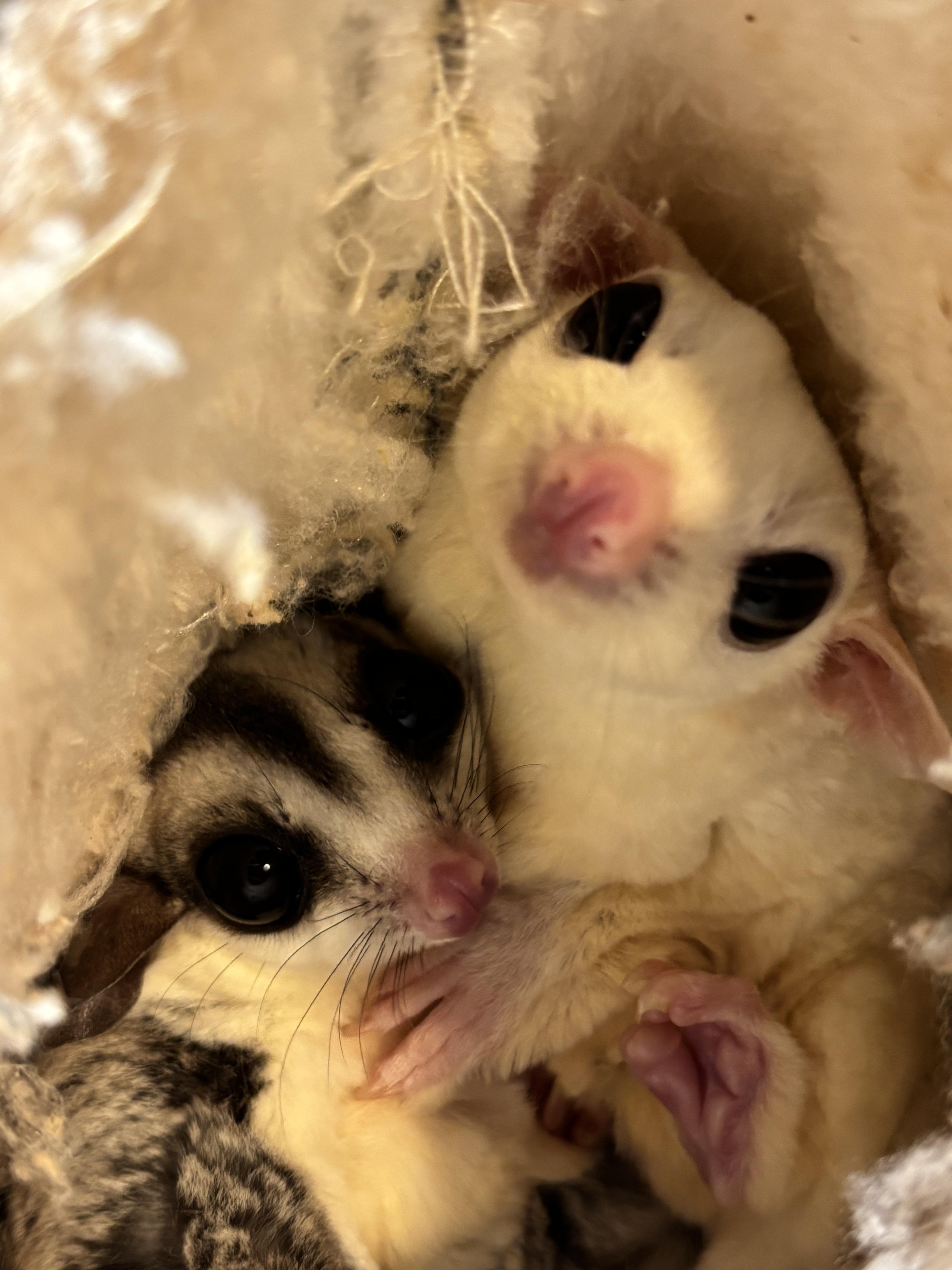 Marshmallow and Sugar, ADOPTABLE, Senior Female Sugar Glider.