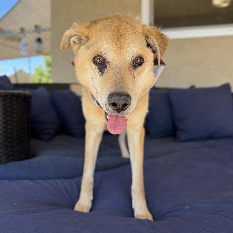 McCormack, Adoptable, Senior Male Shepherd.