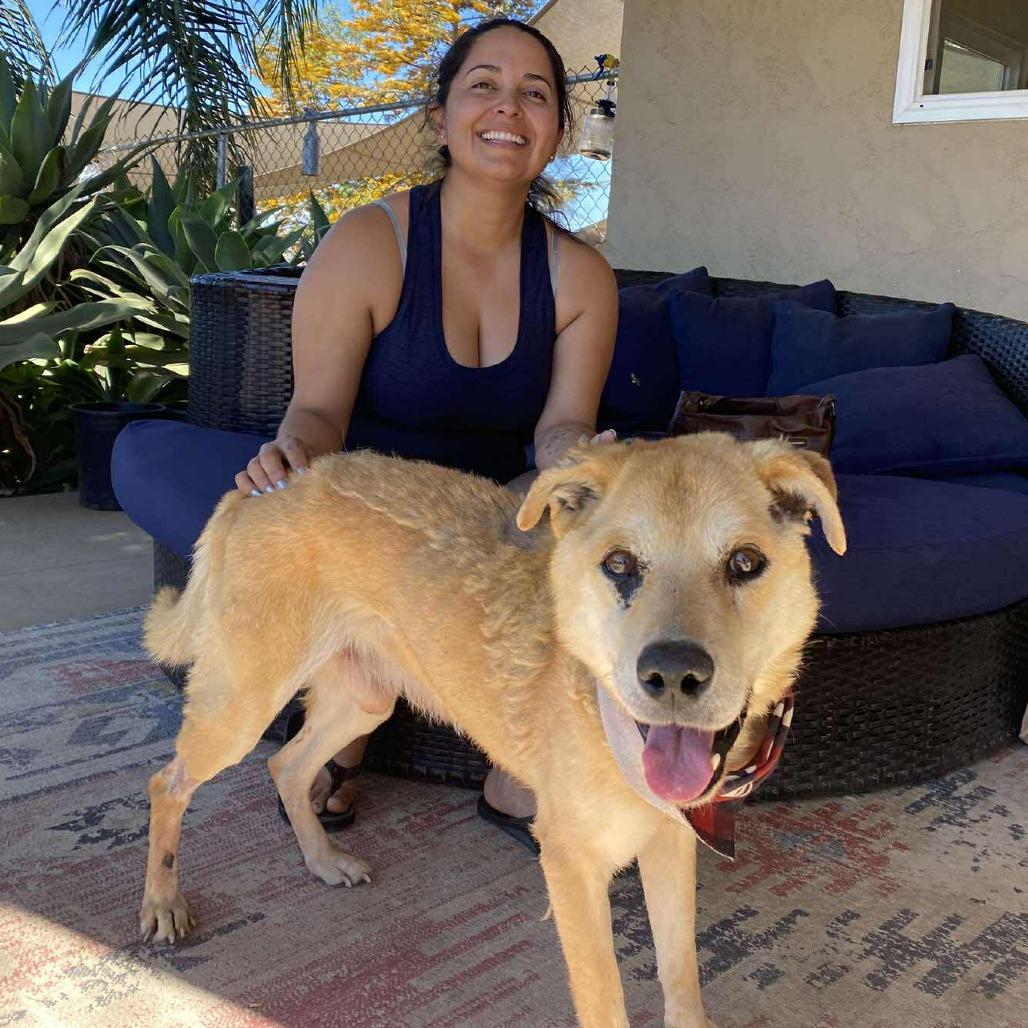 Enlarge McCormack, a Adoptable Shepherd in Ramona, CA image 2/6