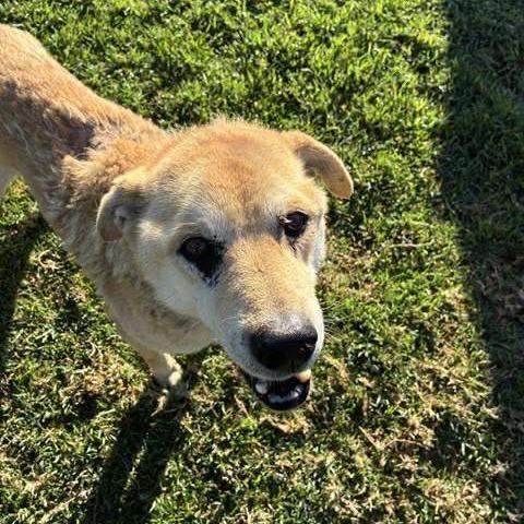 Enlarge McCormack, a Adoptable Shepherd in Ramona, CA image 5/6