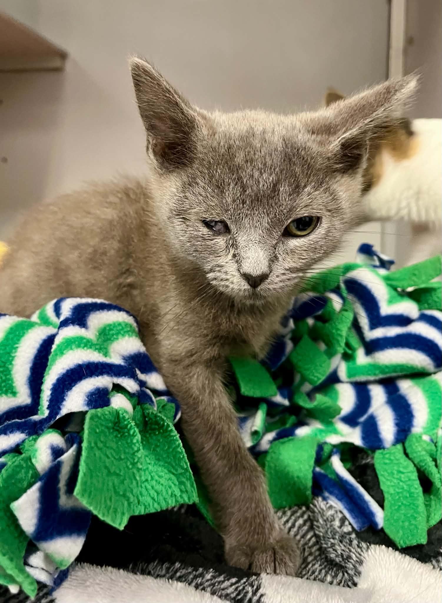 Enlarge Chex, an adopted Domestic Short Hair in Moundsville, WV image 1/1