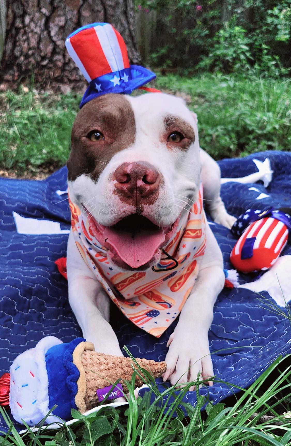 Romeo, an adoptable American Staffordshire Terrier, Labrador Retriever in Fargo, ND, 58103 | Photo Image 5