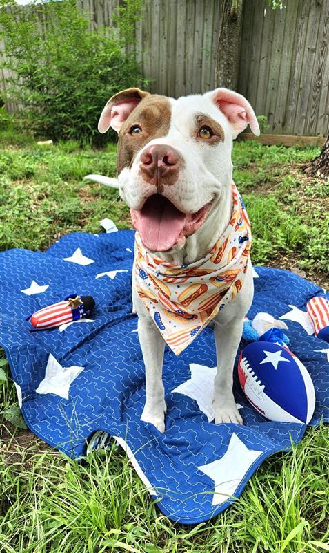 Romeo, an adoptable American Staffordshire Terrier, Labrador Retriever in Fargo, ND, 58103 | Photo Image 4