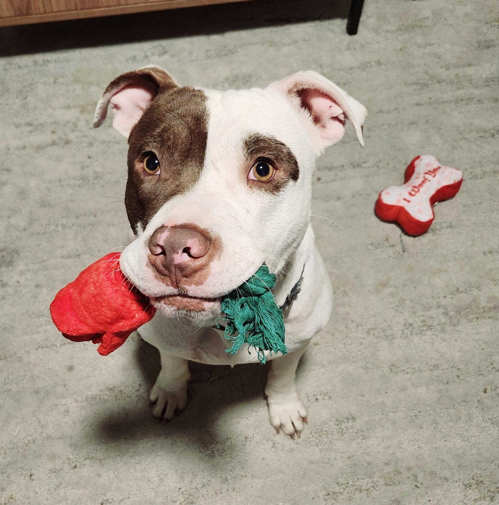 Romeo, an adoptable American Staffordshire Terrier, Labrador Retriever in Fargo, ND, 58103 | Photo Image 2