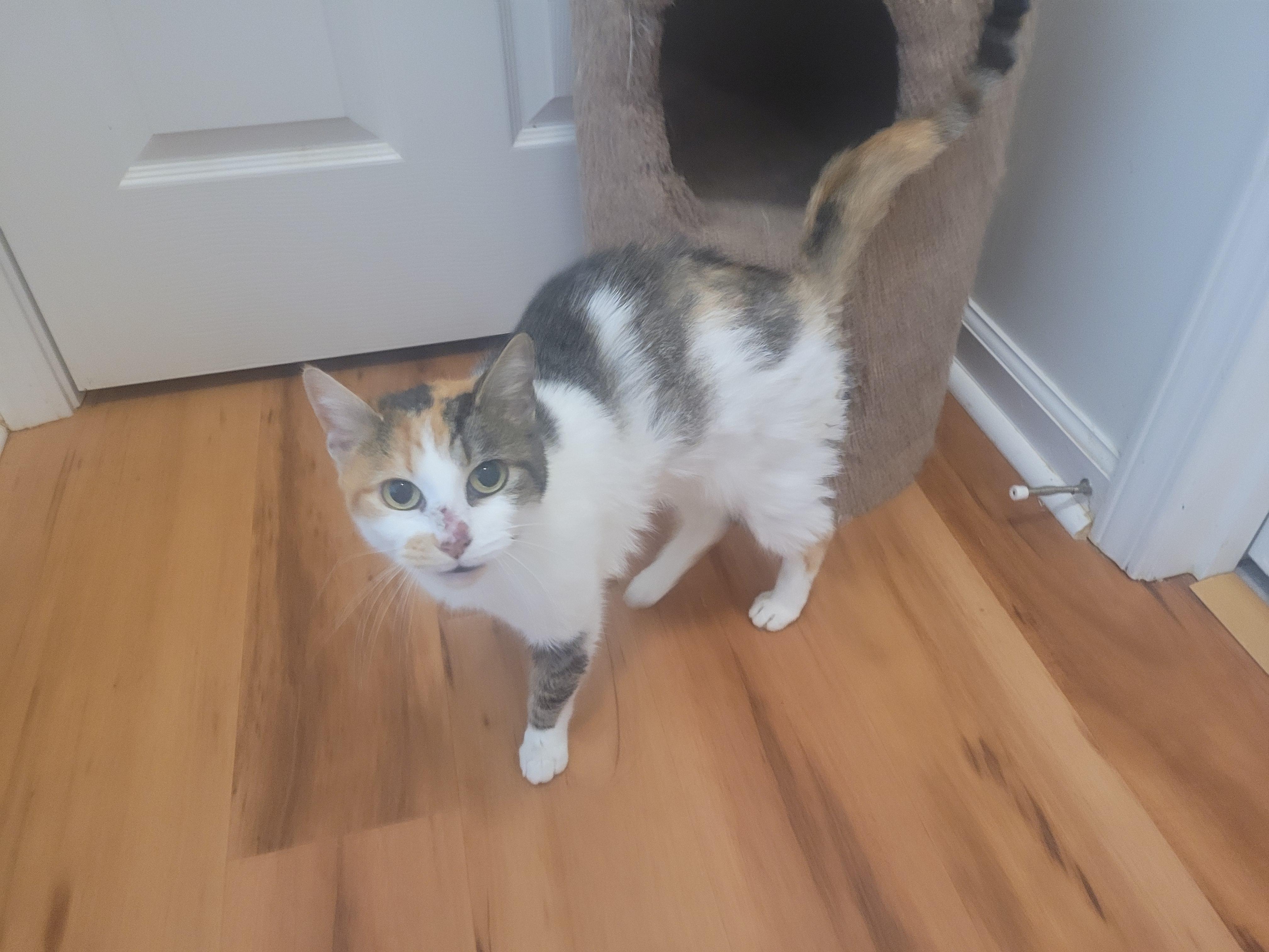Cali, a Adoptable Calico in North Myrtle Beach, SC image 5/6