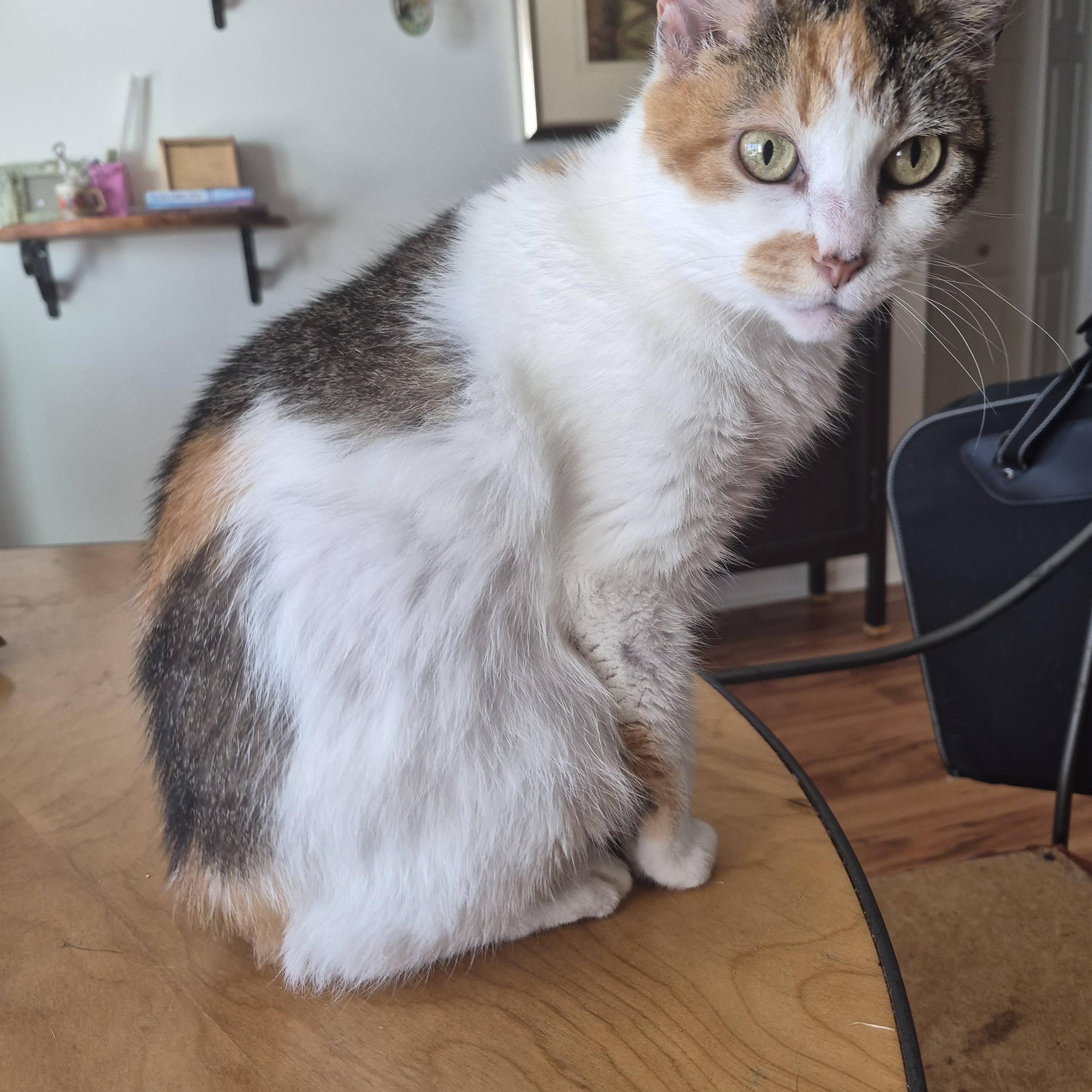 Cali, a Adoptable Calico in North Myrtle Beach, SC image 2/6