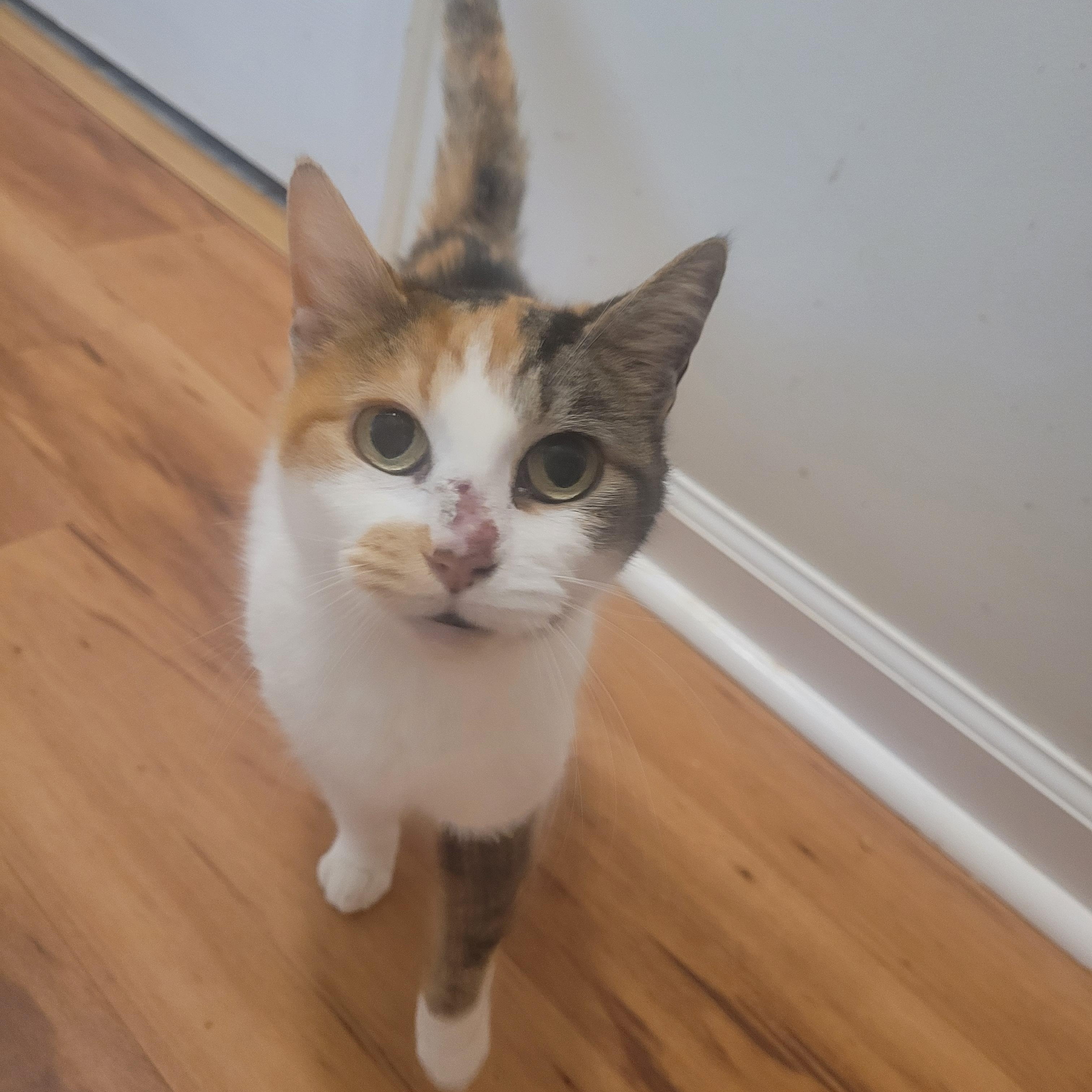 Cali, a Adoptable Calico in North Myrtle Beach, SC image 6/6