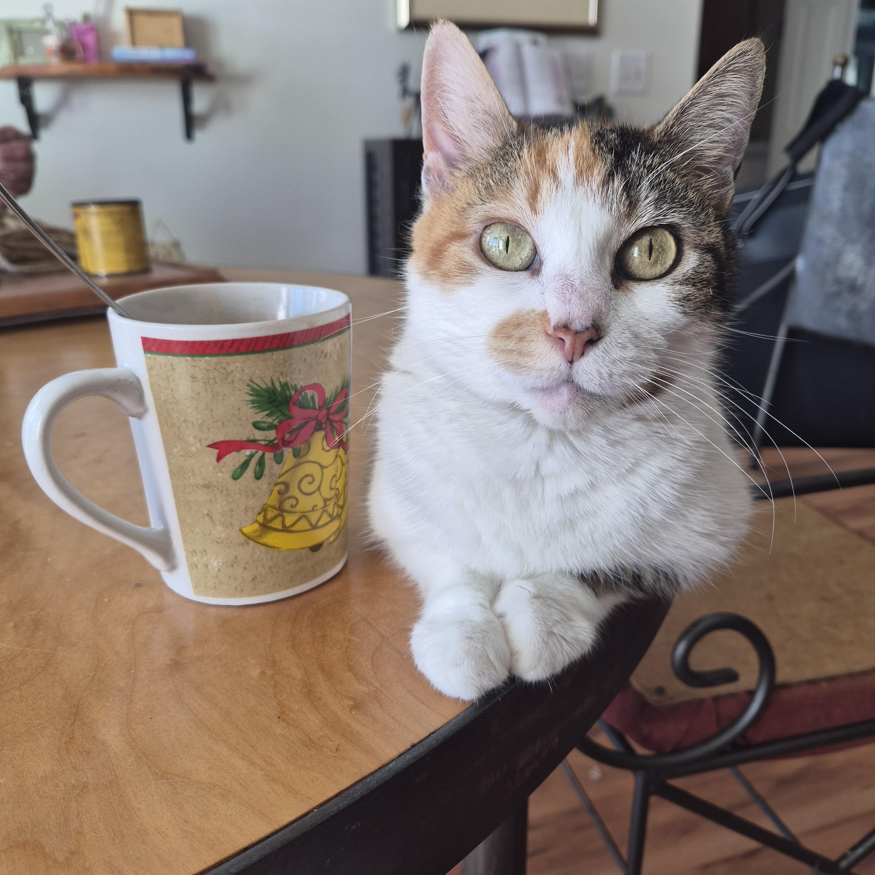 Cali, Adoptable, Senior Female Calico.