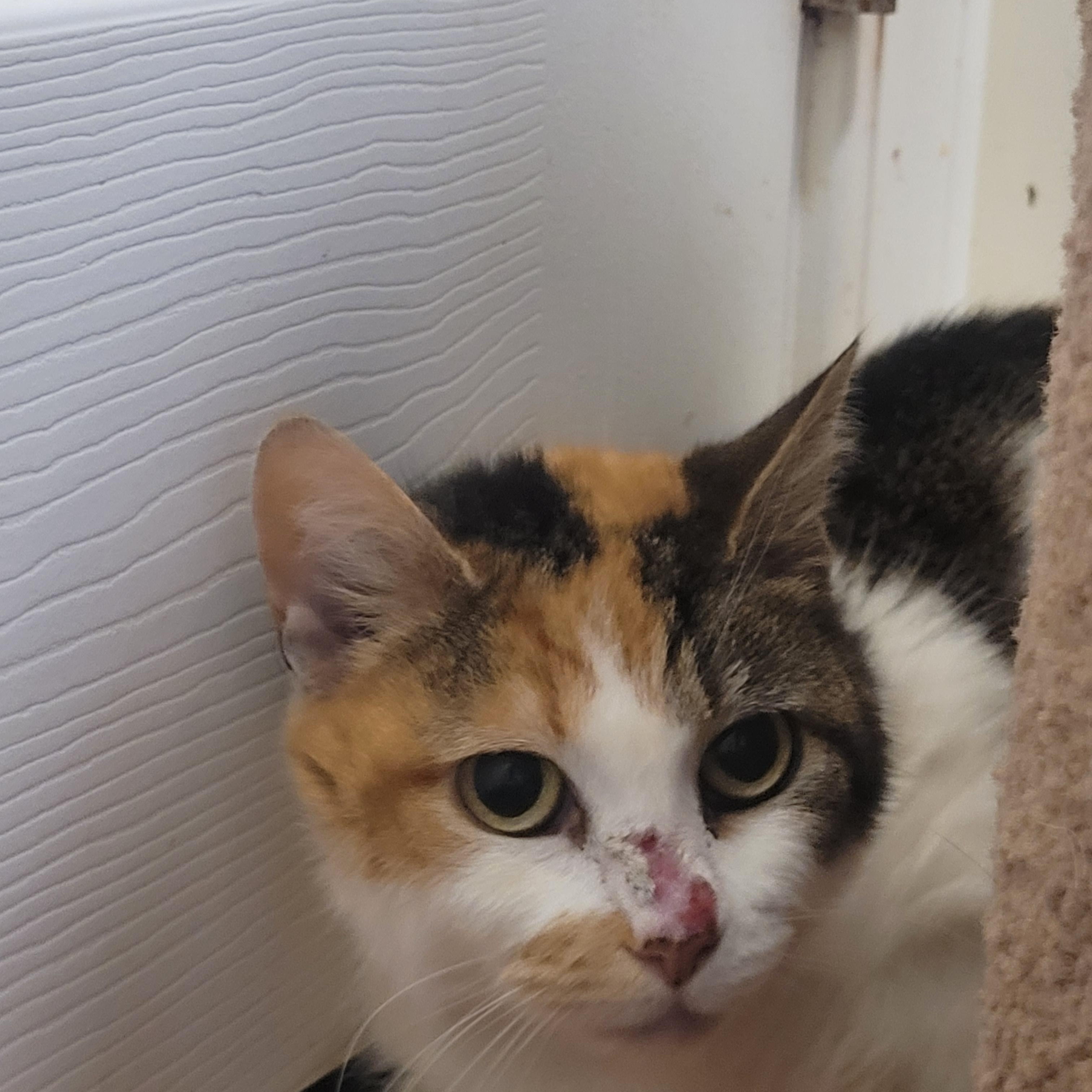 Cali, a Adoptable Calico in North Myrtle Beach, SC image 4/6