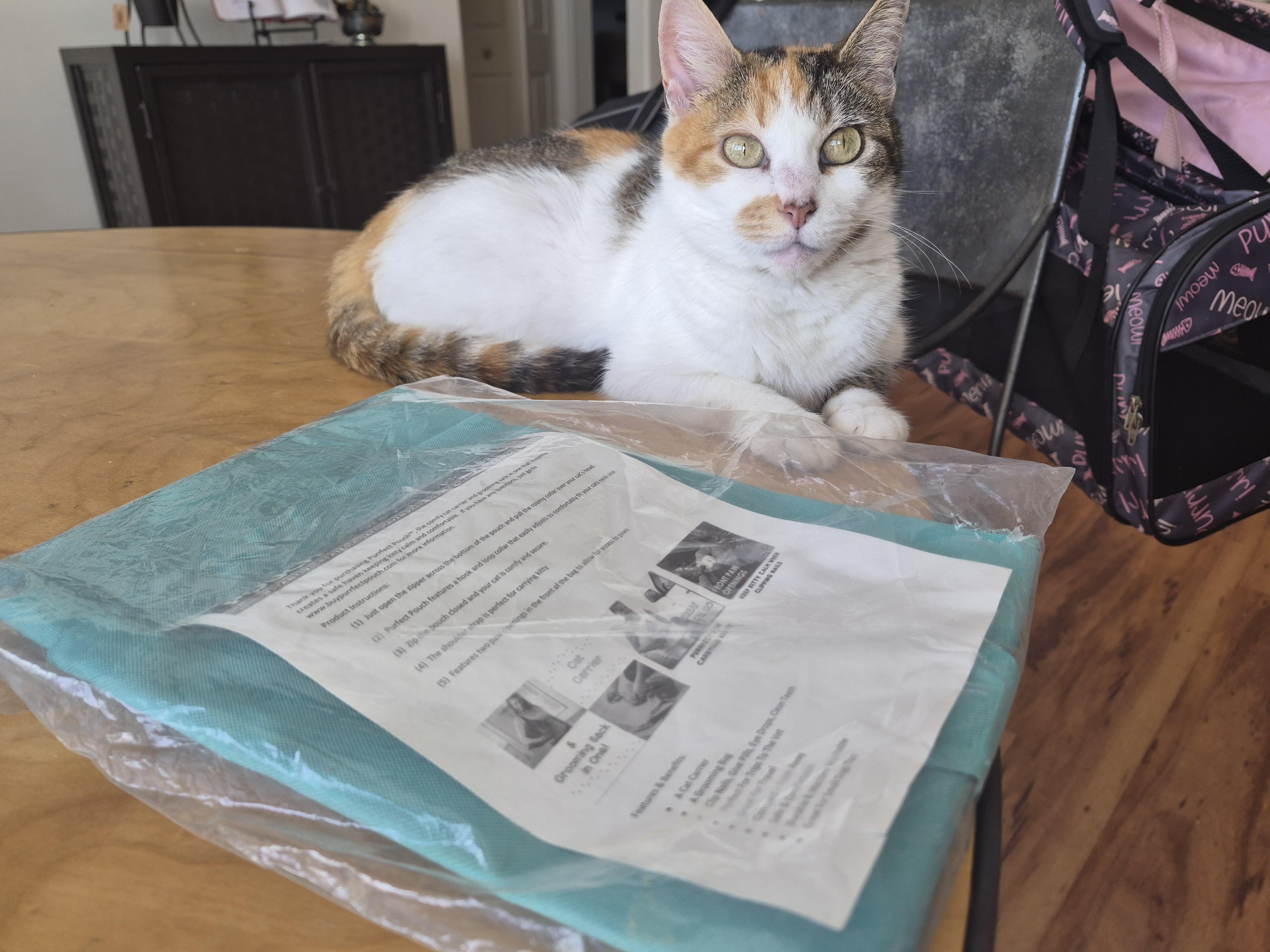 Cali, a Adoptable Calico in North Myrtle Beach, SC image 3/6