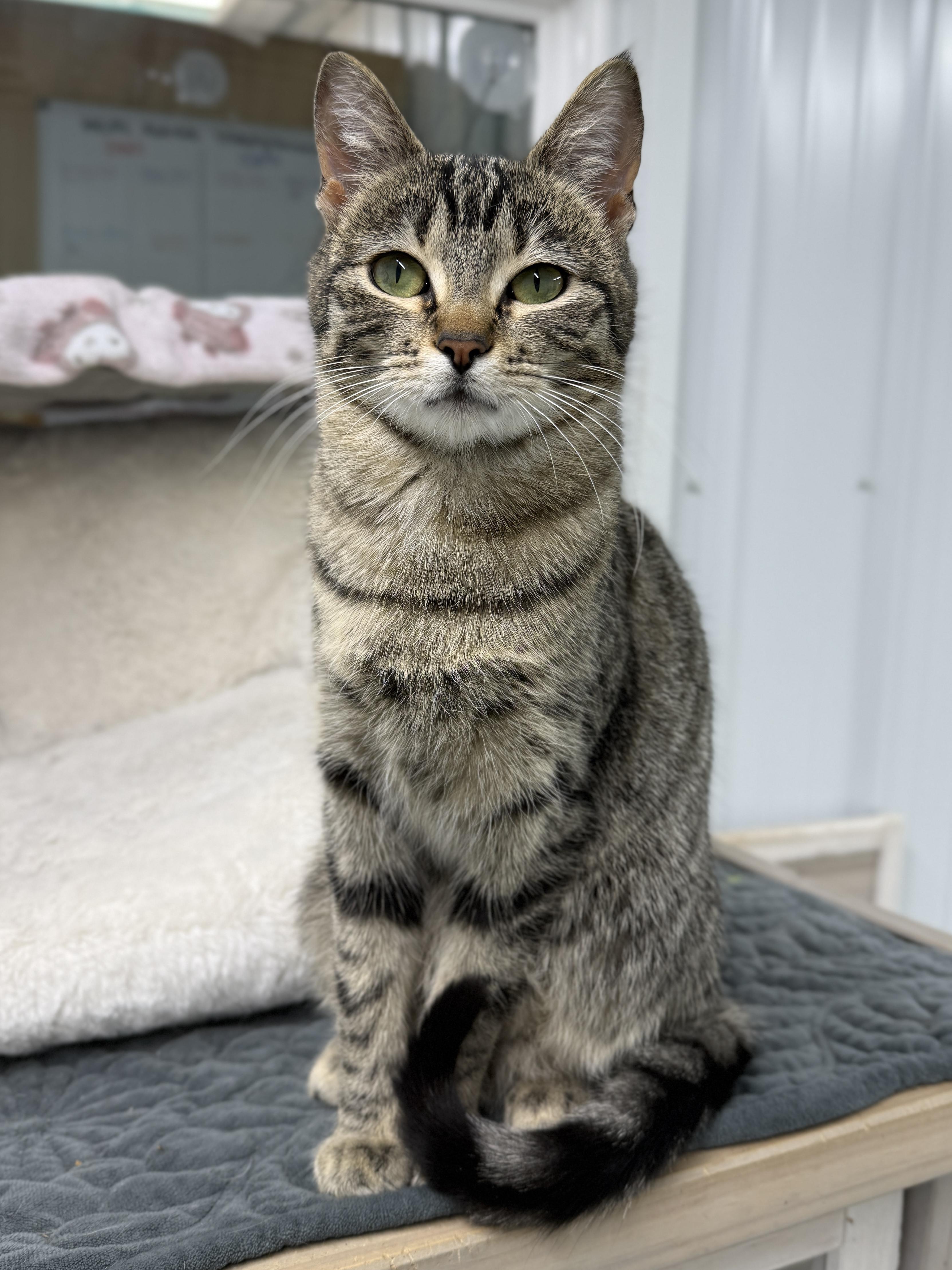 Enlarge Elphaba, a ADOPTABLE Domestic Short Hair in Wautoma, WI image 1/2