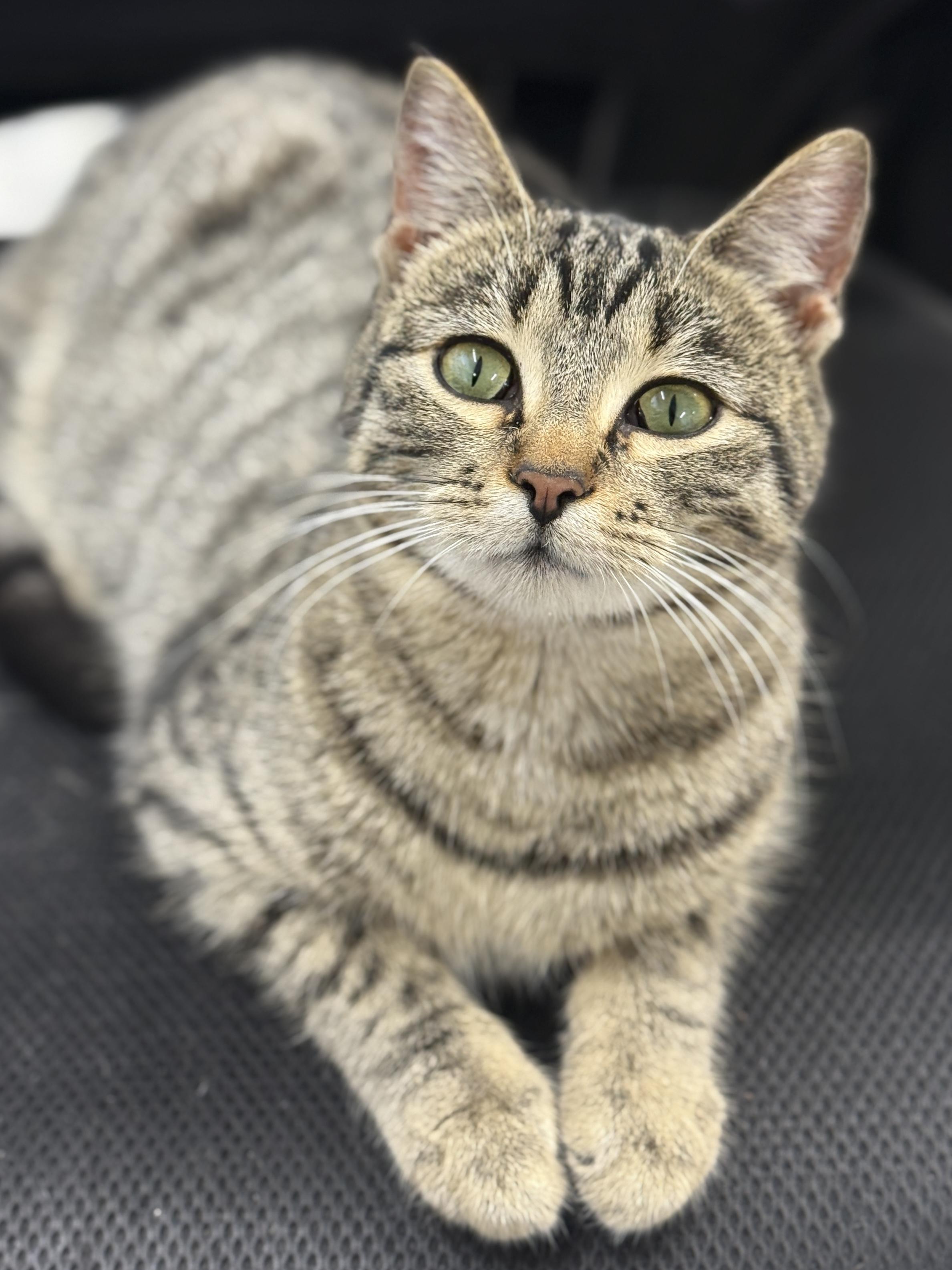 Enlarge Elphaba, a ADOPTABLE Domestic Short Hair in Wautoma, WI image 2/2