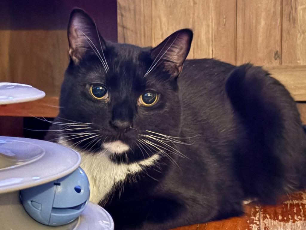 Enlarge Ron Jon, a Adoptable American Shorthair in Hagaman, NY image 1/3