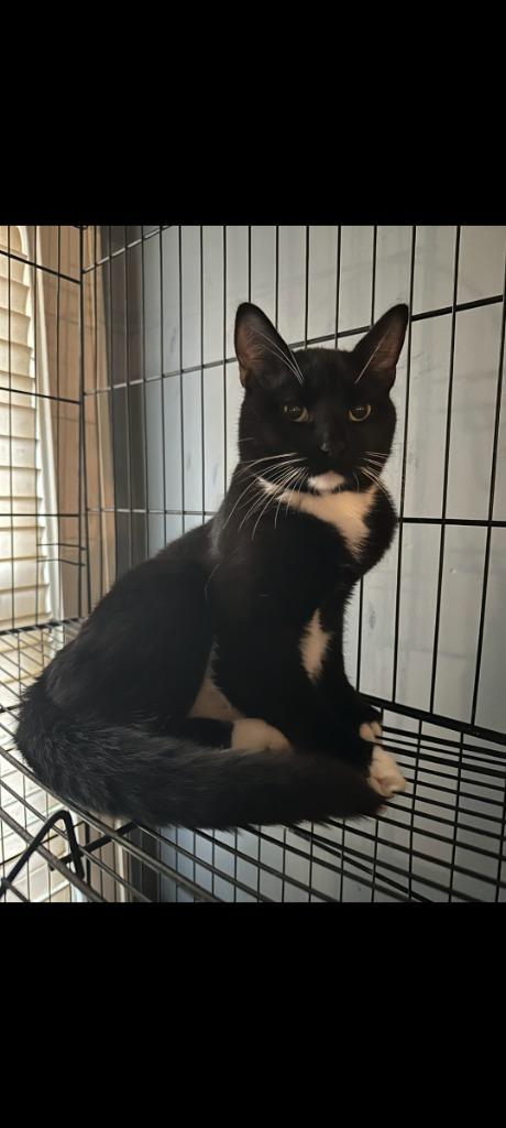 Ron Jon, Adoptable, Young Male American Shorthair.