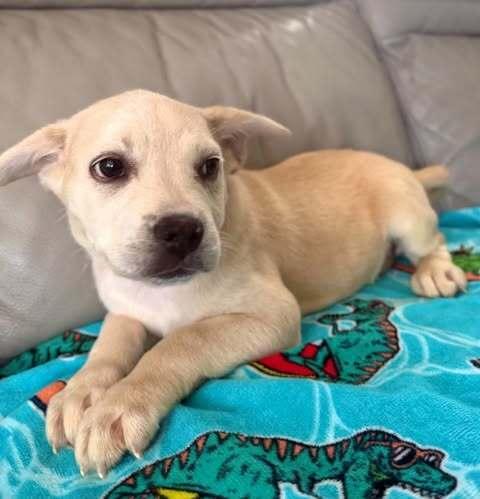 Enlarge Tilly, a Adoptable mixed breed in Commerce City, CO image 1/2