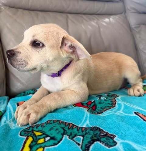 Enlarge Tilly, a Adoptable mixed breed in Commerce City, CO image 2/2