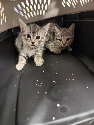 Remi, Adoptable, Adult Female Domestic Short Hair & Domestic Short Hair.