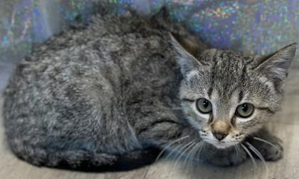 Remi, Adoptable, Adult Female Domestic Short Hair & Domestic Short Hair.