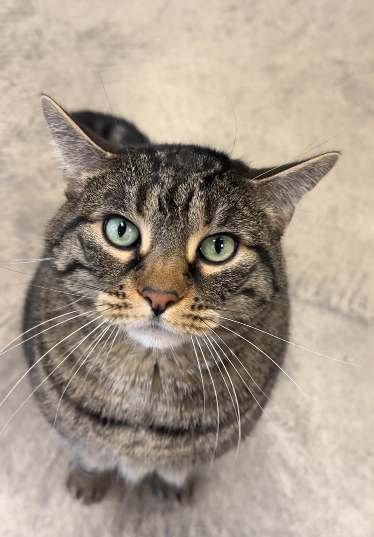 Smokey Grey, Adoptable, Senior Female Tabby.