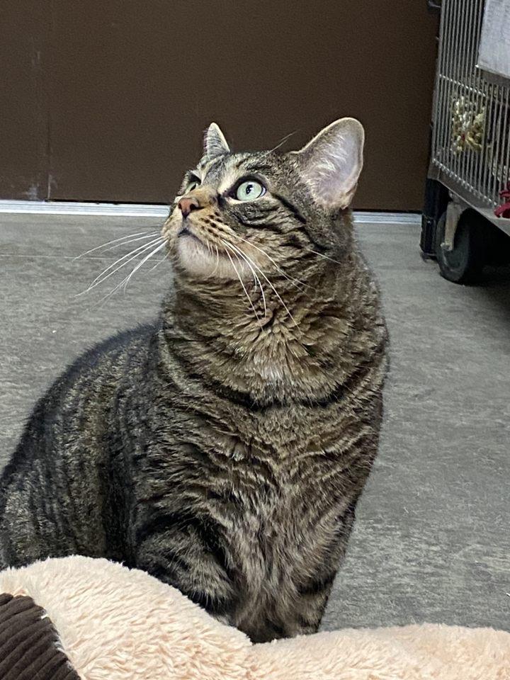 Enlarge Smokey Grey, a Adoptable Tabby in Pueblo, CO image 2/4