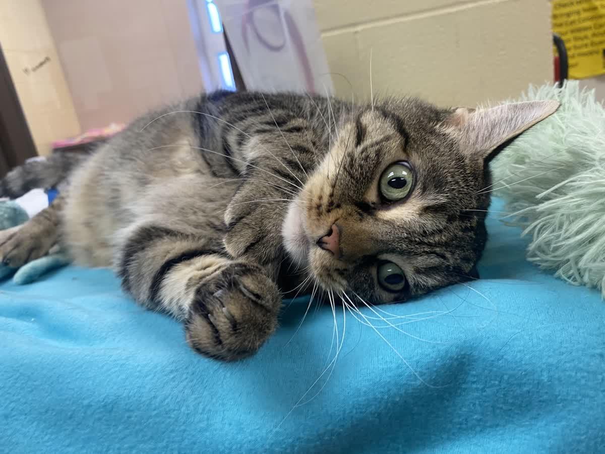 Enlarge Smokey Grey, a Adoptable Tabby in Pueblo, CO image 1/6