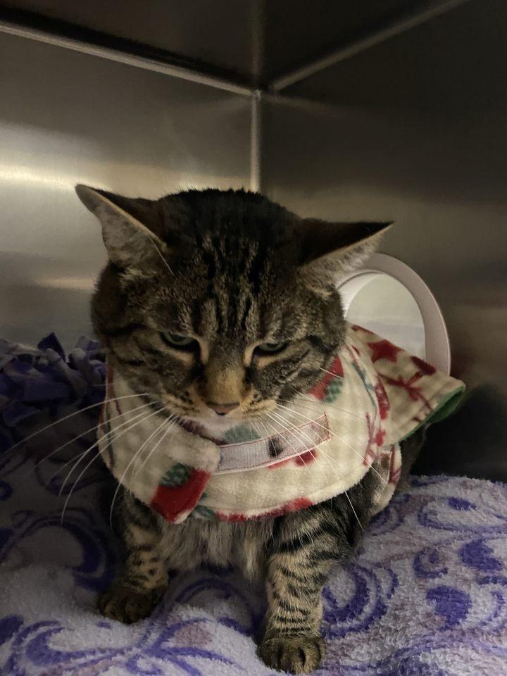 Enlarge Smokey Grey, a Adoptable Tabby in Pueblo, CO image 3/4