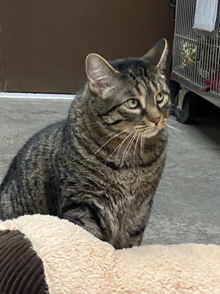 Enlarge Smokey Grey, a Adoptable Tabby in Pueblo, CO image 4/4