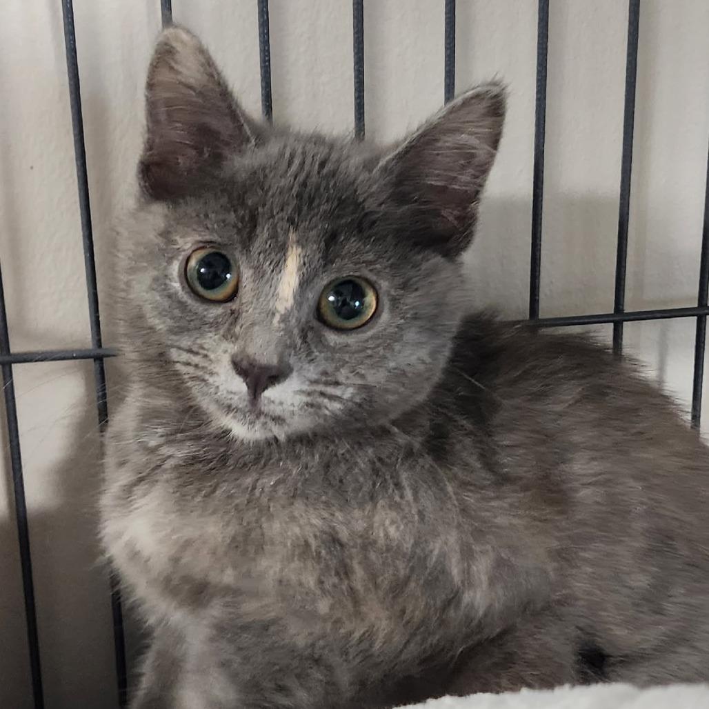 Enlarge Champagne, a Adoptable Domestic Short Hair in Muncie, IN image 1/1