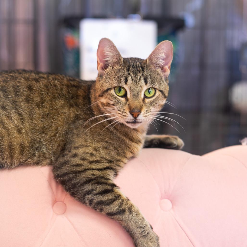 Aster, a Adoptable Domestic Short Hair in Ponte Vedra, FL image 2/2