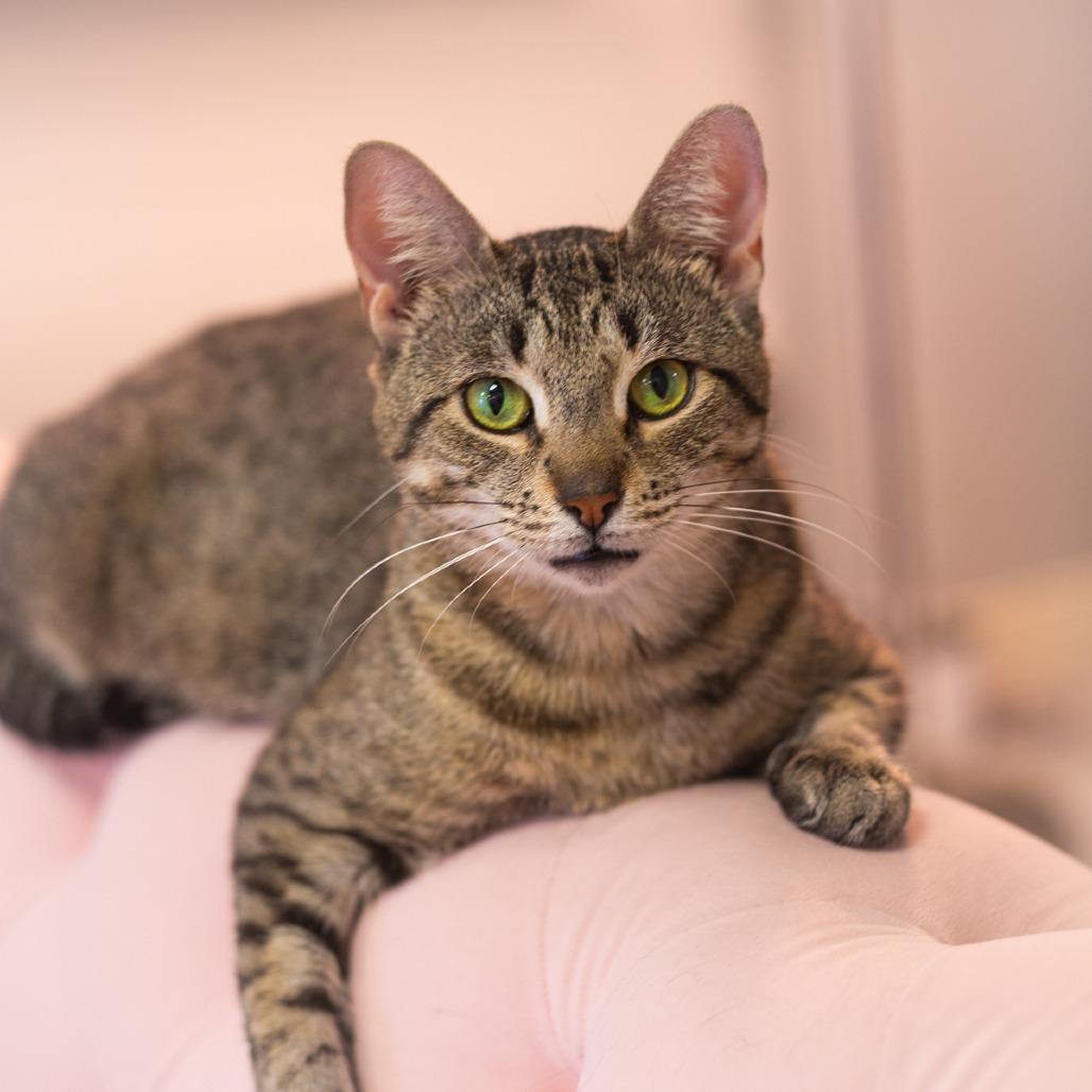 Aster, a Adoptable Domestic Short Hair in Ponte Vedra, FL image 1/2