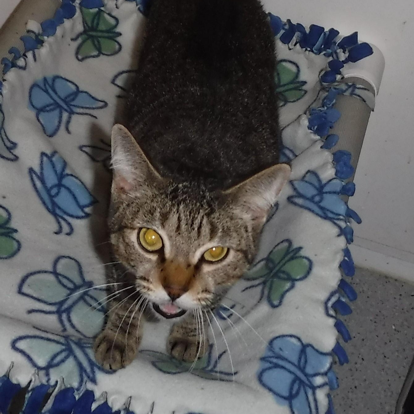 Jamie - Shy, Has Potential, Adoptable, Young Male Tabby.