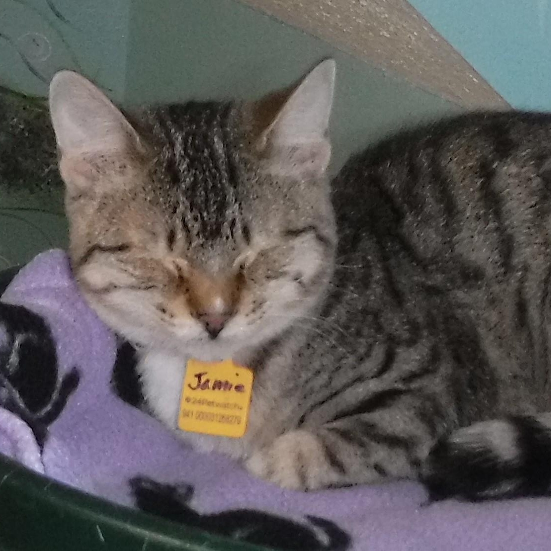 Enlarge Jamie - Shy, Has Potential, a Adoptable Tabby in Hoquiam, WA image 2/6