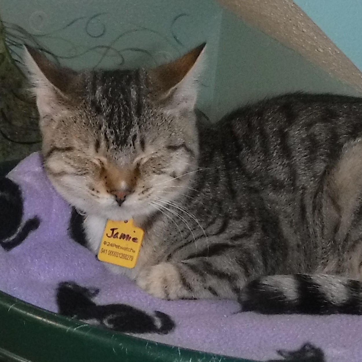 Enlarge Jamie - Shy, Has Potential, a Adoptable Tabby in Hoquiam, WA image 3/6