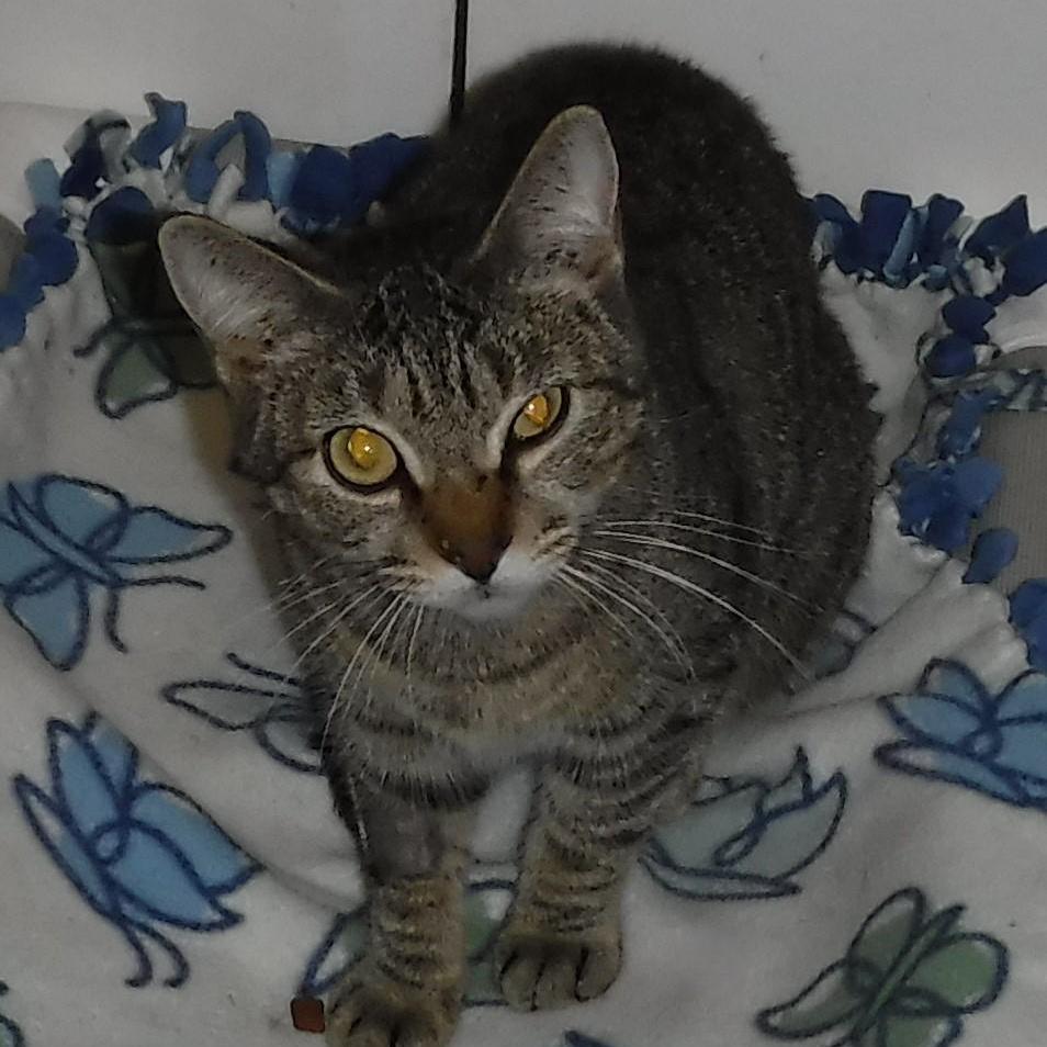 Enlarge Jamie - Shy, Has Potential, a Adoptable Tabby in Hoquiam, WA image 6/6